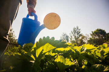 Watering vegetable plants on a plantation in the summer heat with a watering can close-up....