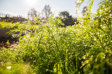 Closeup of lush uncut green grass with drops of dew in soft morning light. Beautiful natural rural landscape for nature-themed design and projects