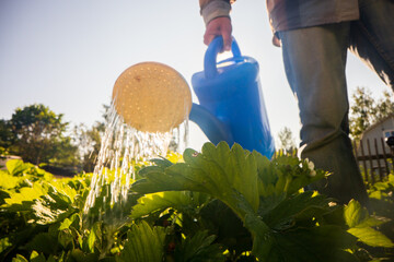 Watering vegetable plants on a plantation in the summer heat with a watering can close-up....
