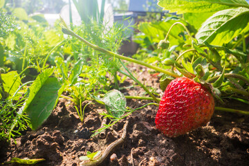 Close-up watering ripening strawberry on plantation in summer. Drops of water irrigate crops....