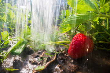Close-up watering ripening strawberry on plantation in summer. Drops of water irrigate crops. Gardening concept. Agriculture plants growing in bed row
