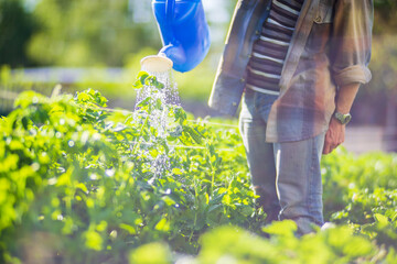 A farmer with a garden watering can is watering vegetable plants in summer. Gardening concept....