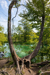 two fused old trees with a hollow on the lake. Travel around Europe