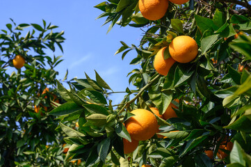 juicy oranges in winter in Cyprus 3