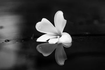 Zelfklevend Fotobehang black adn white ,Close-up of flowers blooming,Close-up of plumeria on white pebbles,Close-up of white plumeria flowers © Mr duolingo