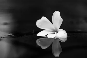 Zelfklevend Fotobehang black adn white ,Close-up of flowers blooming,Close-up of plumeria on white pebbles,Close-up of white plumeria flowers © Mr duolingo