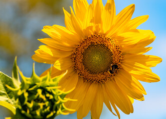 Obraz premium Beautiful fully bloomed sunflowers