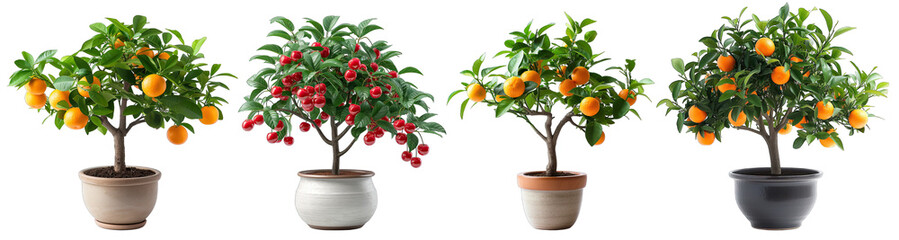 Fototapeta na wymiar Decorative fruit trees in porcelain pots on a transparent or white background