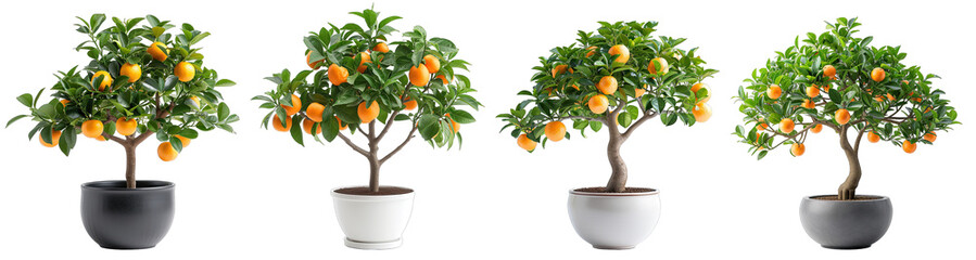 Decorative fruit trees in porcelain pots on a transparent or white background - obrazy, fototapety, plakaty