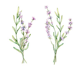 Watercolor set of Lavender flowers. Hand drawn botanical illustration of lavender bouquet for wedding invitation, logo, cards, packaging and labeling