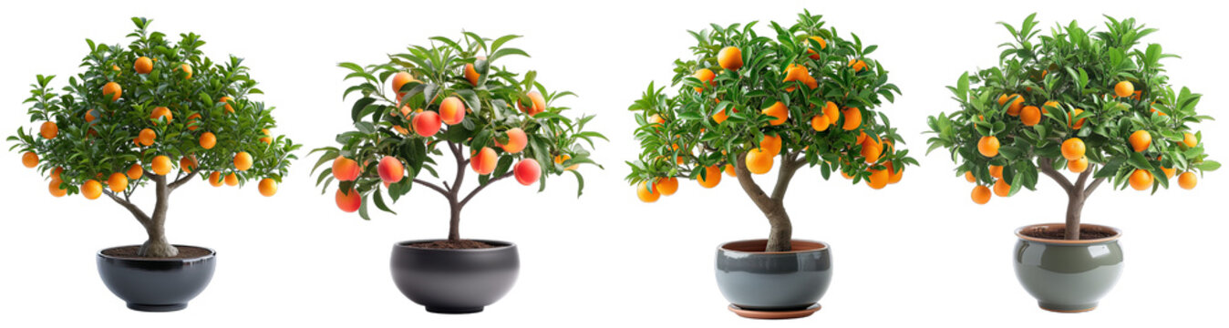 Decorative fruit trees in porcelain pots on a transparent or white background