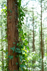 木漏れ日の中の美しい森