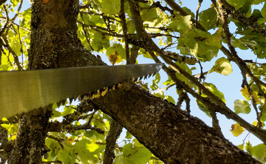 Saw branch. Cut branch use branch saw. Cutting branches on apple tree use Garden saw. Trimming tree...
