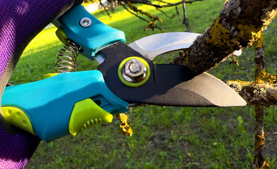 Pruning tree with clippers on backyard in village. Cut branch use branch cutter. Cutting branches...