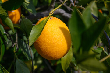juicy oranges in winter in Cyprus 5