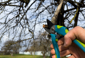 Cutting branches on apple tree use Garden pruning shears. Pruning tree with clippers on backyard in...