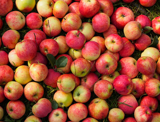 Harvest of fresh red apples. Colorful ripe apples lie in a large pile on the ground in the garden.