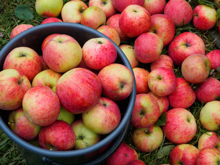 Harvest of fresh red apples. Colorful ripe apples lie in a large pile on the ground in the garden.