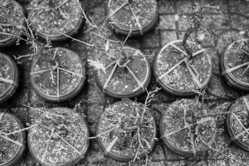 Sunshine makes trees and leaves and flowers have new things in the garden,Sulfur cosmo by the farmer's fence, yellow and red flowers are so beautiful, like a young girl