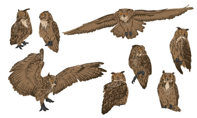 Eurasian eagle owl Bubo bubo set. Wild night birds of prey of the forest. Realistic vector animal