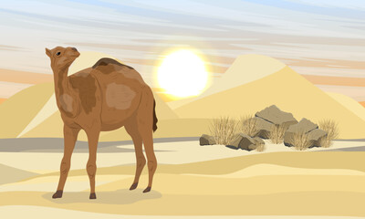 A dromedary camel walks through a desert with dunes. Realistic vector landscape
