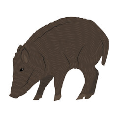 Wild boar Sus scrofa. Realistic vector animals