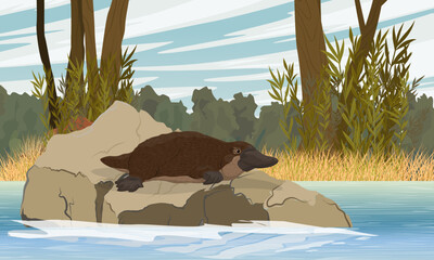 The platypus sits on a stone sticking out of the lake. Endemic species of Australia and Tasmania. Realistic vector landscape