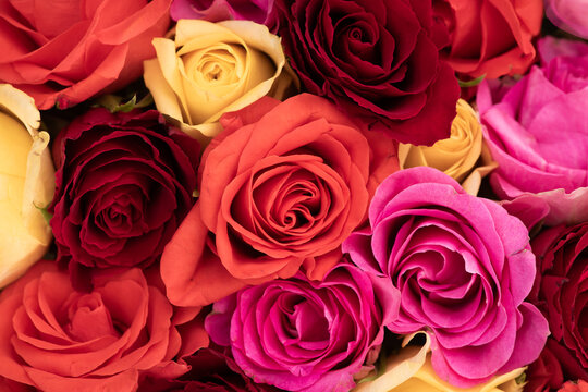 seamless background closeup of bunch of colorful roses