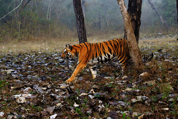 Naklejka na ściany i meble Bengal tiger or Indian tiger (Panthera tigris tigris), the tigress patrols its territory. Typical behavior of a big cat in the wild. A big tiger in a typical dry tropical forest landscape in India.