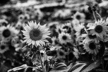 black and  white Helianthus Annuus are yellow, the petals are large, the pistils are and yellow....
