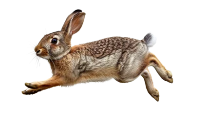 Foto op Aluminium running rabbit isolated on transparent background © vie_art
