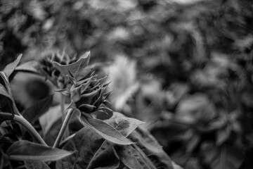  Flowers and leaves against the sun will be more beautiful, all magical from the rays of sunlight spreading across the forest