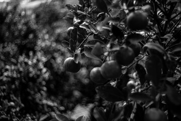 black and white Vietnam's fruits are extremely rich and diverse, we will have delicious desserts, Man holding tangerines on a wooden tray.