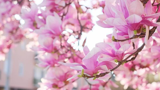Beautiful pink blooming magnolia tree. Close up of magnolia blossoms in the spring season.