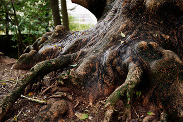 Power of nature. Roots of banyan tree.
