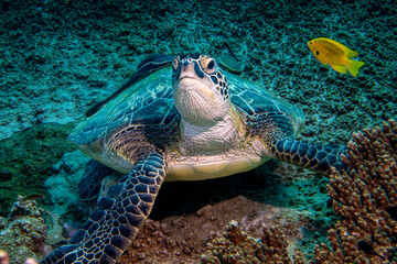 Grüne Meeresschildkröte im Roten Meer