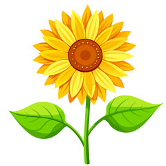 Sunflower vector isolated. 
