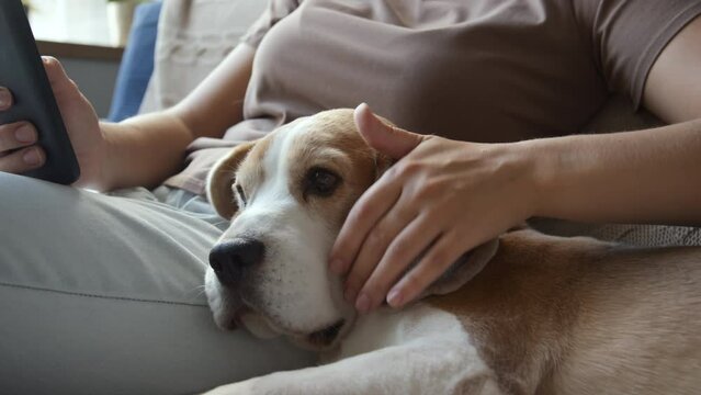 Midsection shot of woman scrolling through phone in living room on couch, petting carefully her Beagle dog lying beside. Cropped image, daytime