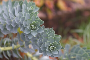 A close-up of gray succulent plants