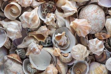 Mediterranean shells collected on the beach in Cyprus 1