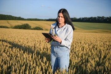 Woman farmer with tablet in a wheat field at sunset.