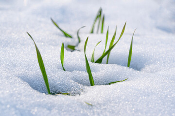 green grass covered with snow and ice in winter