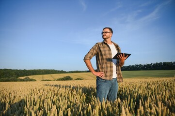 Naklejka na ściany i meble Farmer examining crops crouching in wheat farm