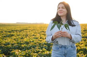 A beautiful female farmer or agronomist inspects soybeans in the field at sunset. The concept of...