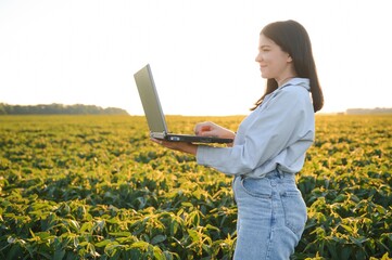 A beautiful female farmer or agronomist inspects soybeans in the field at sunset. The concept of...
