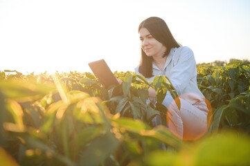 Female farmer or agronomist examining green soybean plants in field