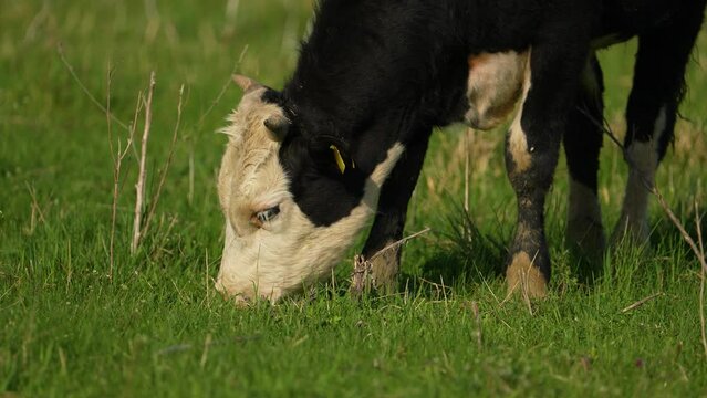 Cow eats grass in slow motion macro close up shot. adult farm animal. green grass. summer day