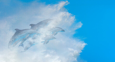 Group of dolphins jumping on the water - Beautiful seascape and blue sky