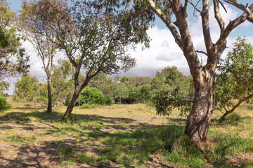 australian rural landscape with eucalyptus trees in grassland
