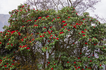 Beautiful Rhododendron flower blooming on trees in the forest of Bhutan